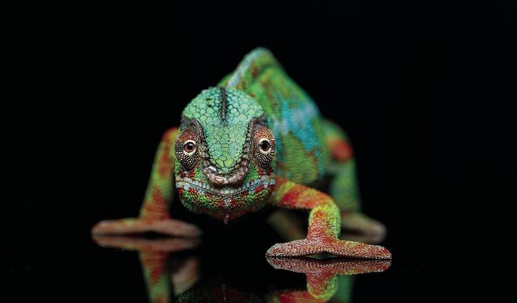 alive chameleon reptile
